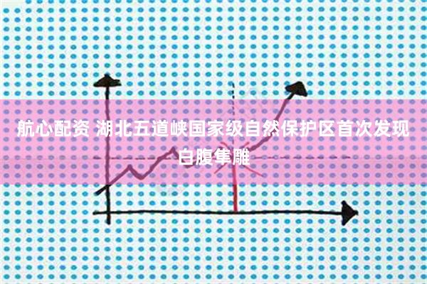 航心配资 湖北五道峡国家级自然保护区首次发现白腹隼雕